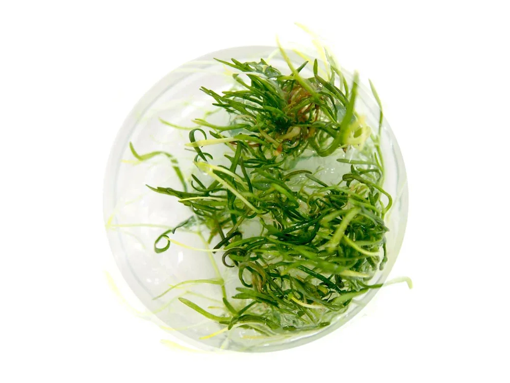 Brazilian Micro Sword (Lilaeopsis brasiliensis) Tissue Culture - Image 2