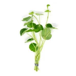 Brazilian Pennywort (Hydrocotyle leucocephala), Bunched