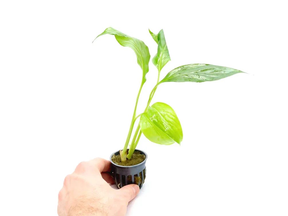 Brazilian Sword (Spathiphyllum sp.) - Image 2