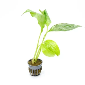 Brazilian Sword (Spathiphyllum sp.)