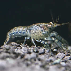 Brazos Dwarf Crayfish/Mini Lobster (Cambarellus texanus), Tank-Bred!