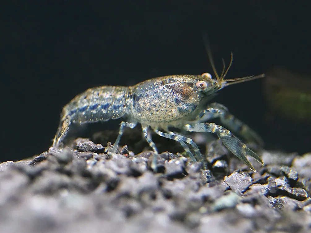 Brazos Dwarf Crayfish/Mini Lobster (Cambarellus texanus), Tank-Bred!