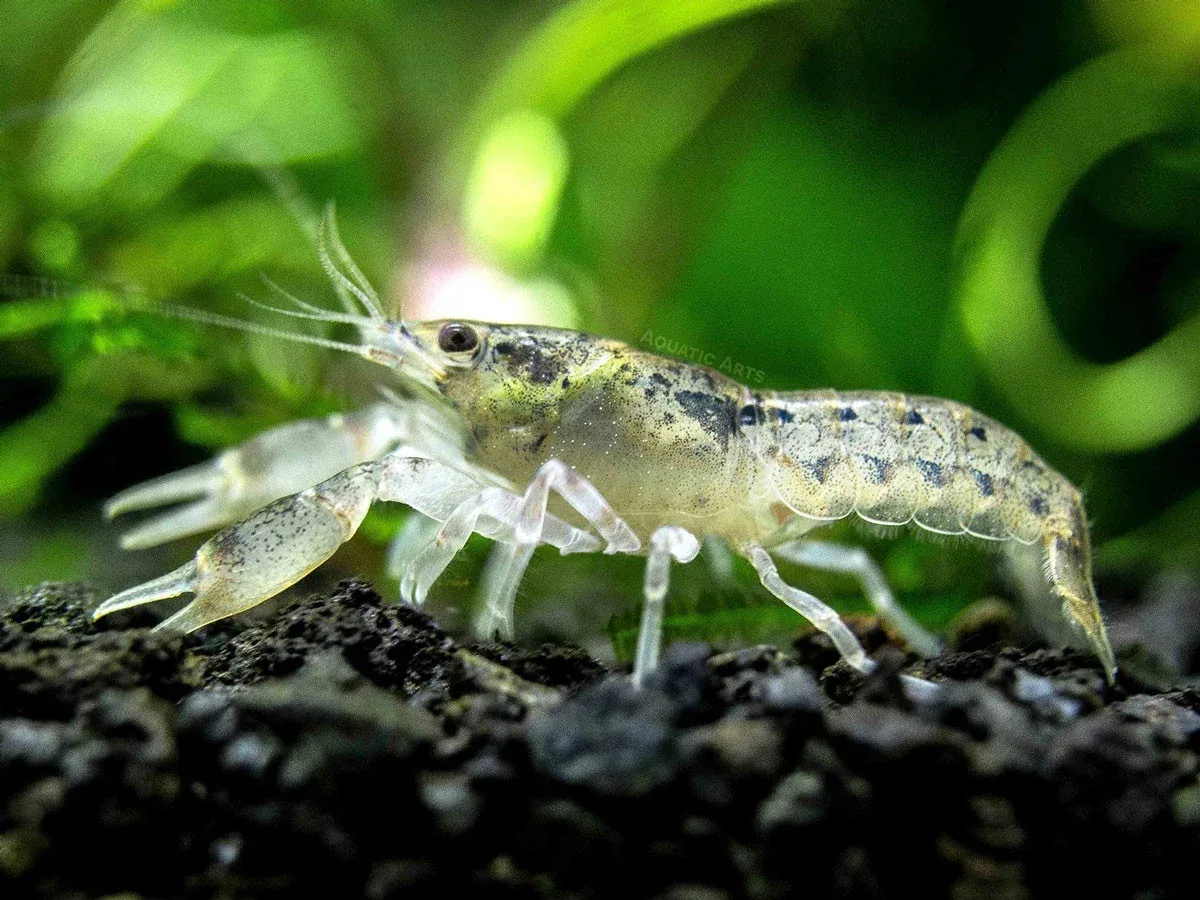 Brazos Dwarf Crayfish/Mini Lobster (Cambarellus texanus), Tank-Bred! - Image 2