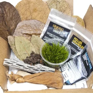 Bred By Aquatic Arts Neocaridina Shrimp Combo Box (Neocaridina davidi)
