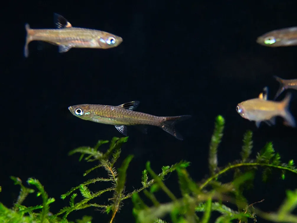 Brevibora exilis "New" AKA Eyespot Rasbora (Brevibora exilis) - Image 2