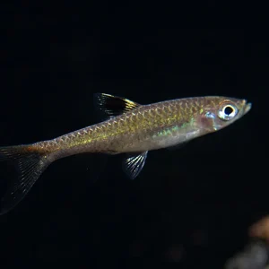 Brevibora exilis "New" AKA Eyespot Rasbora (Brevibora exilis)