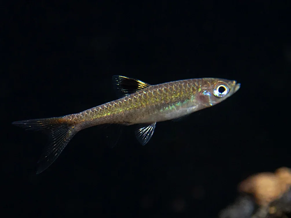 Brevibora exilis "New" AKA Eyespot Rasbora (Brevibora exilis)