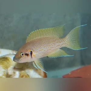 Brichardi Cichlid – Daffodil