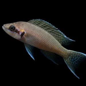 Brichard's Lyretail Fairy Cichlid (Neolamprologus brichardi), Tank-Bred!