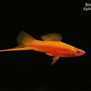 Brick Swordtail