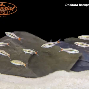 Brilliant Rasbora