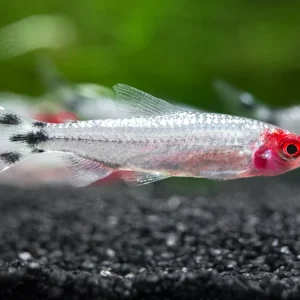 Brilliant Rummy Nose Tetra (Hemigrammus bleheri var. "Brilliant"), Tank-Bred