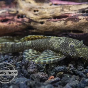 Bristlenose Pleco (Ancistrus cf. cirrhosus) - Locally Bred!