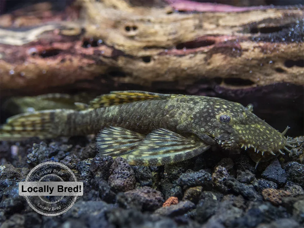 Bristlenose Pleco (Ancistrus cf. cirrhosus) - Locally Bred!