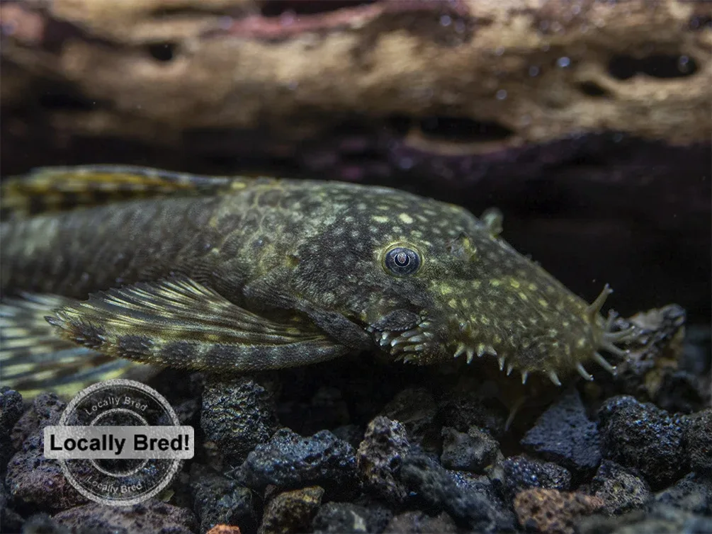 Bristlenose Pleco (Ancistrus cf. cirrhosus) - Locally Bred! - Image 2