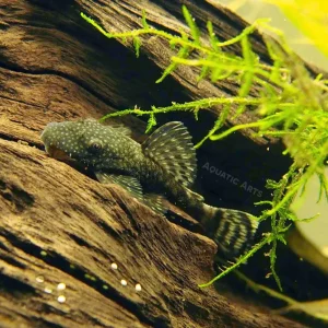 Bristlenose Pleco (Ancistrus cf. cirrhosus) - Tank-Bred!