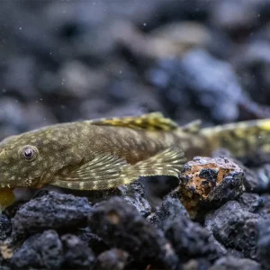 Bristlenose Pleco (Ancistrus cf. cirrhosus) - USA Bred!
