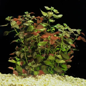 Broadleaf Ludwigia | SD-2