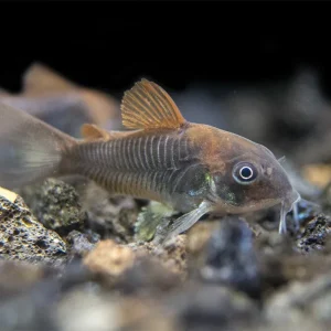 Bronze AKA Green Aeneus Cory Catfish (Corydoras aeneus), Tank-Bred