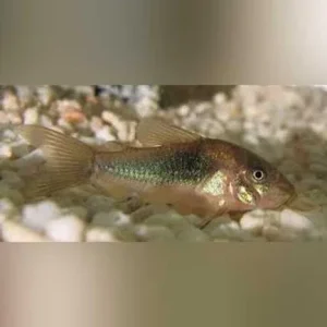 Bronze Cory