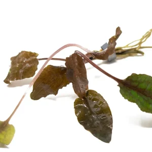 Bronze Cryptocoryne wendtii