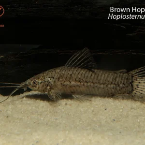 Brown Hoplo Catfish