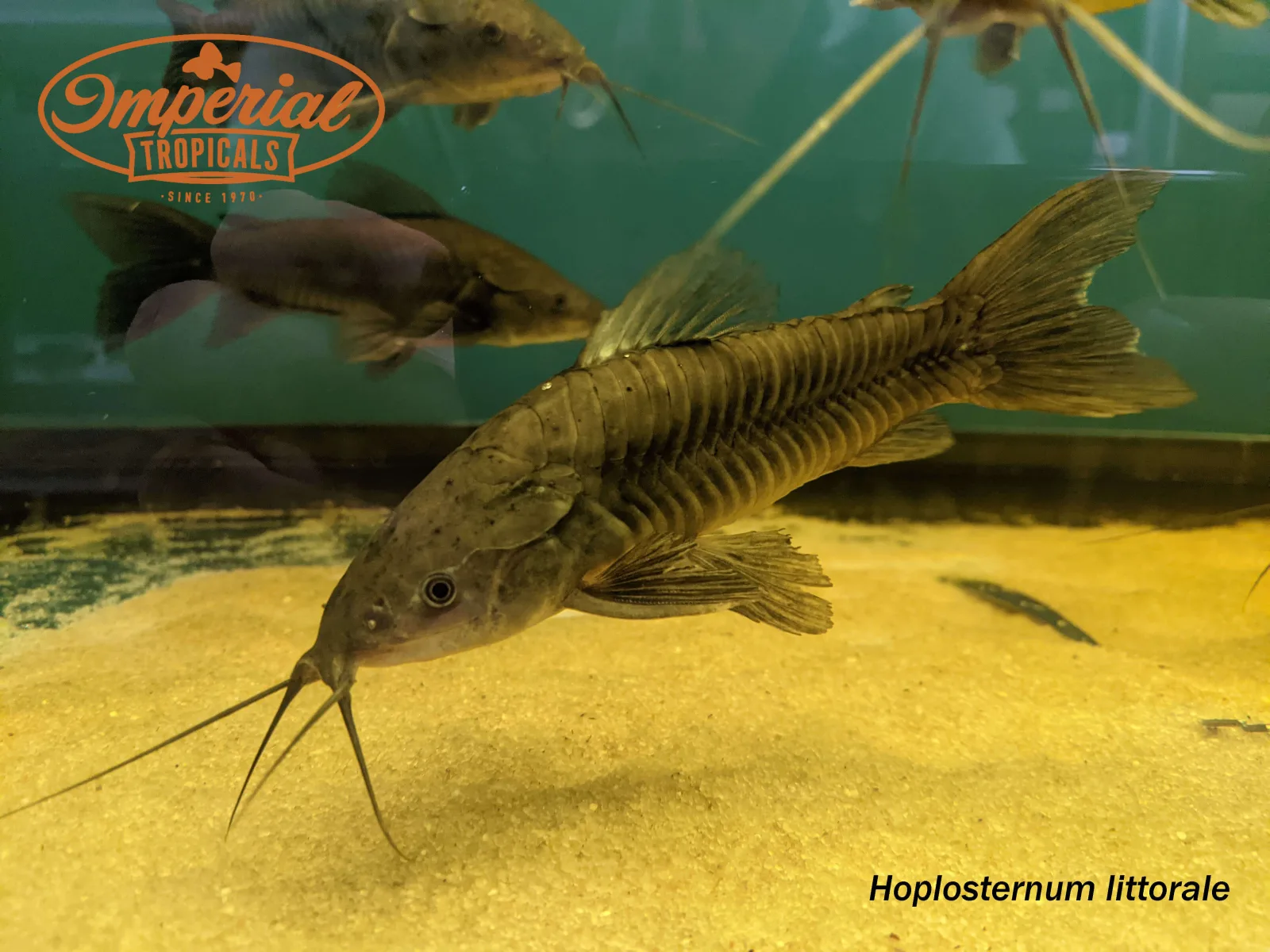 Brown Hoplo Catfish - Image 2