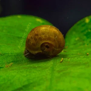 Brown Ramshorn Snails (1/8" to 1")