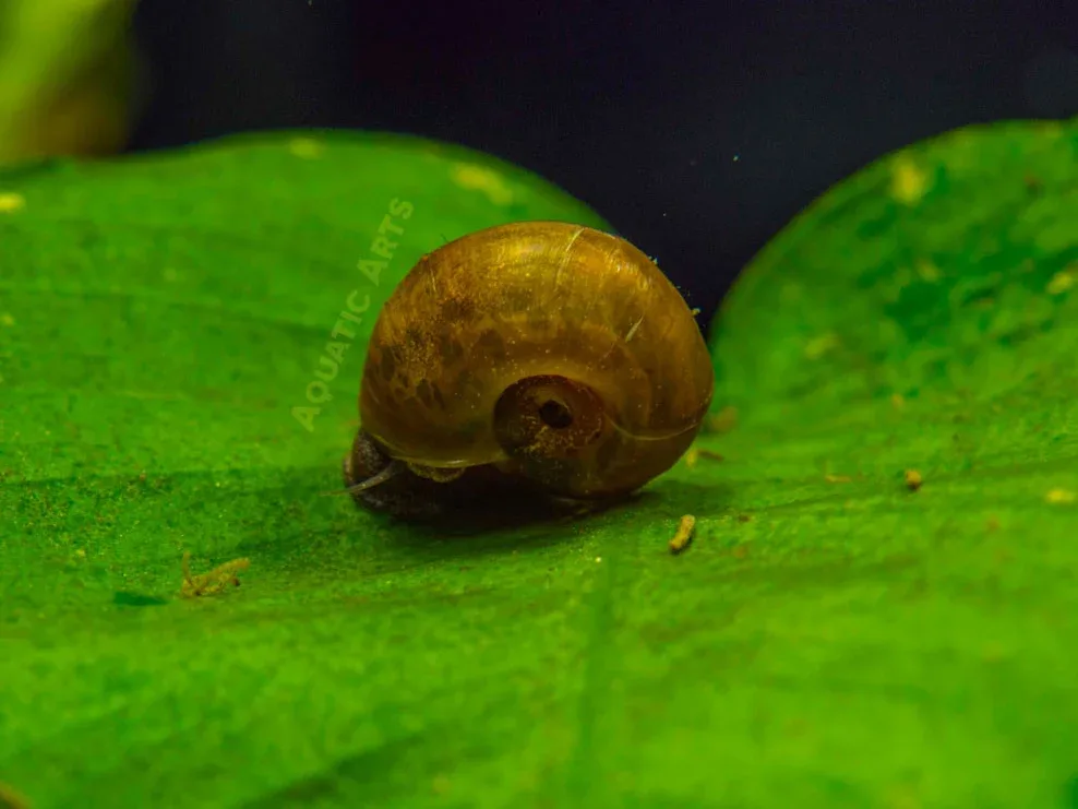 Brown Ramshorn Snails (1/8" to 1")