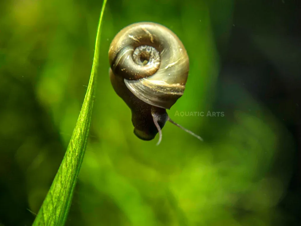Brown Ramshorn Snails (1/8" to 1") - Image 2
