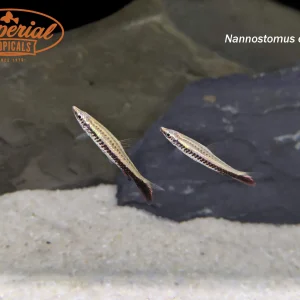 Brown Tail Pencilfish