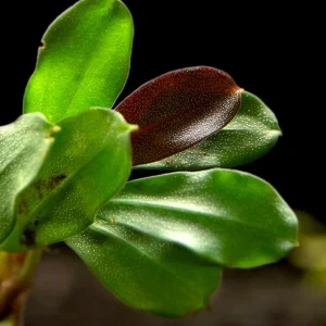 Brownie Purple Buce Plant (Bucephalandra sp. "Brownie Purple")
