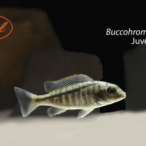 Buccochromis heterotaenia