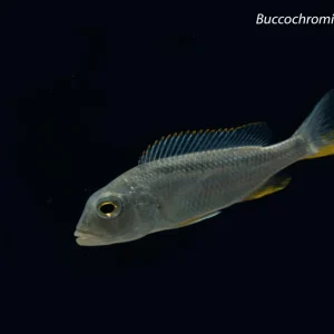 Buccochromis nototaenia