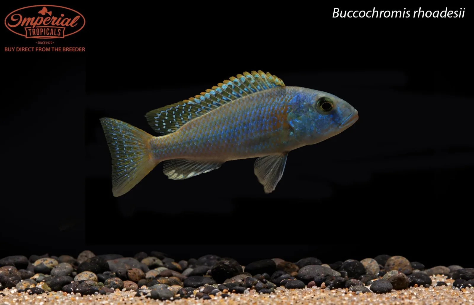 Buccochromis rhoadesii - Image 2