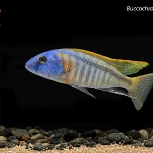 Buccochromis rhoadesii