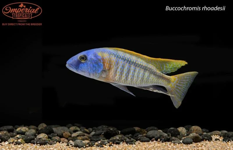 Buccochromis rhoadesii
