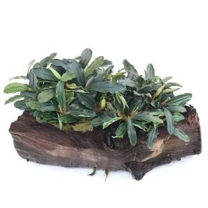 Bucephalandra Dwarf Mix on Pterocarpus Wood
