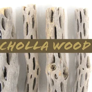 Buckhorn Cholla Wood