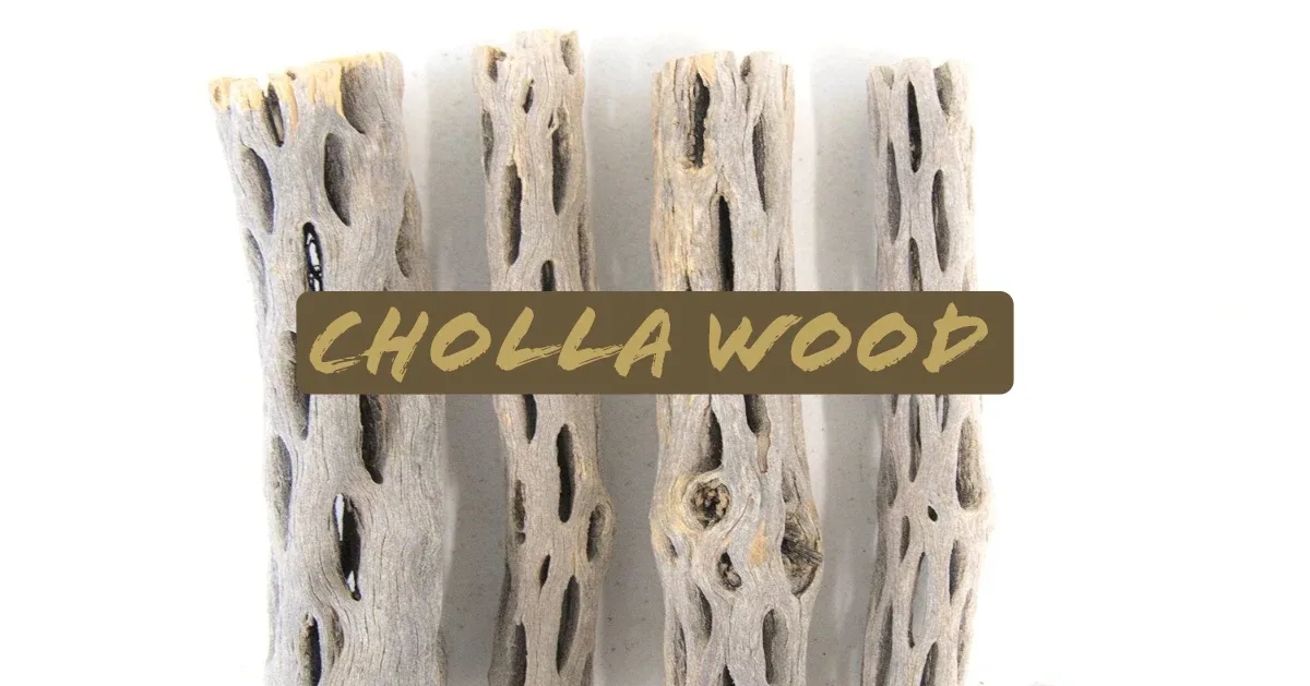 Buckhorn Cholla Wood