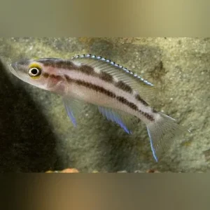 Buescheri Cichlid