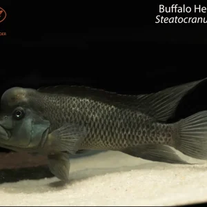 Buffalo Head Cichlid