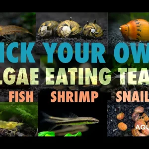 Build Your Own Algae Eating Crew