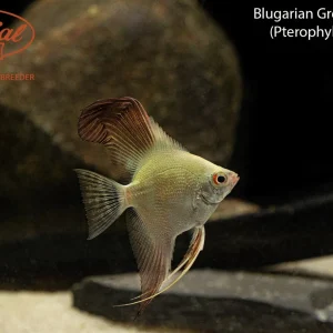 Bulgarian Green Angelfish