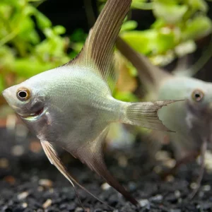 Bulgarian Green Seal Point Angelfish (Pterophyllum Scalare ) - Tank Bred