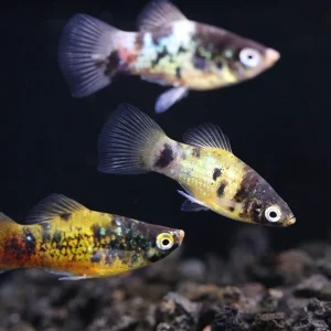 Bumble Bee Platy (Xiphophorus maculatus) – Tank Bred