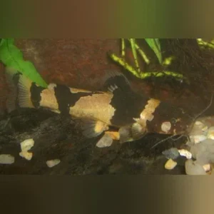 Bumblebee Catfish