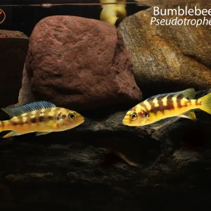 Bumblebee Cichlid