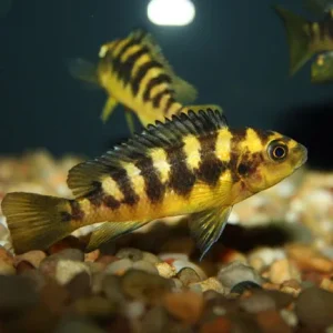Bumblebee Cichlid