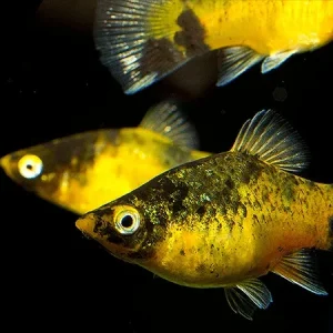 Bumblebee Platy
